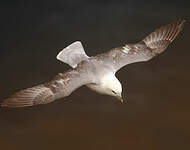 Fulmar boréal