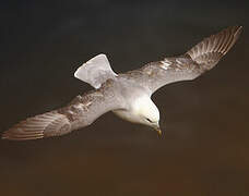 Northern Fulmar