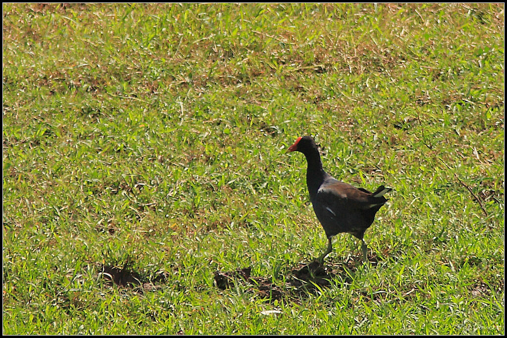 Gallinule d'Amérique