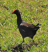 Gallinule d'Amérique