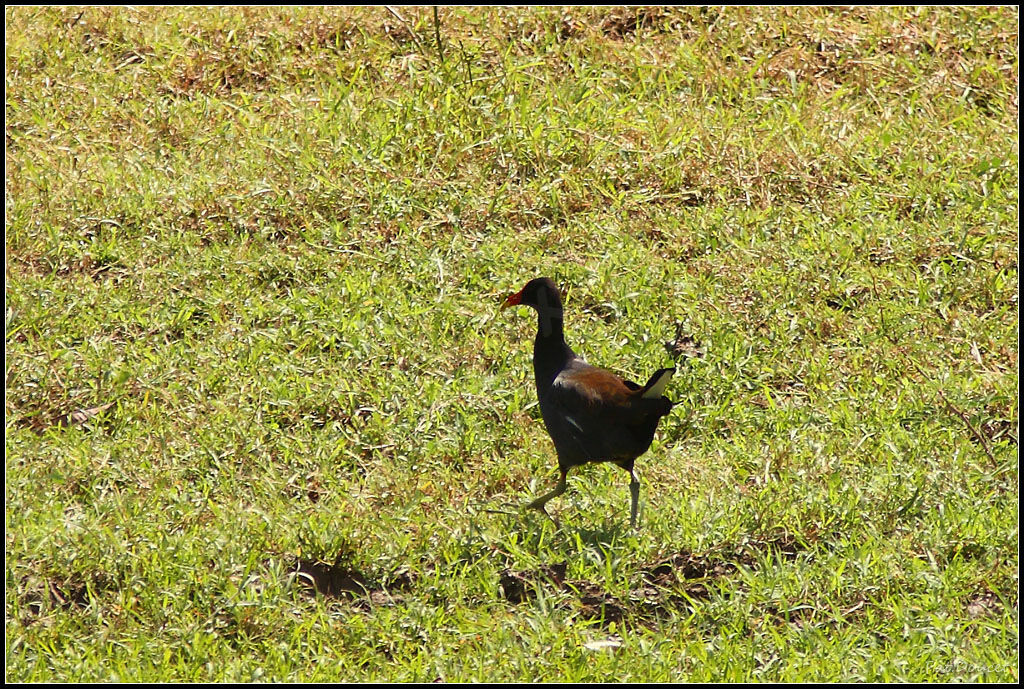 Common Gallinule