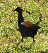 Common Gallinule