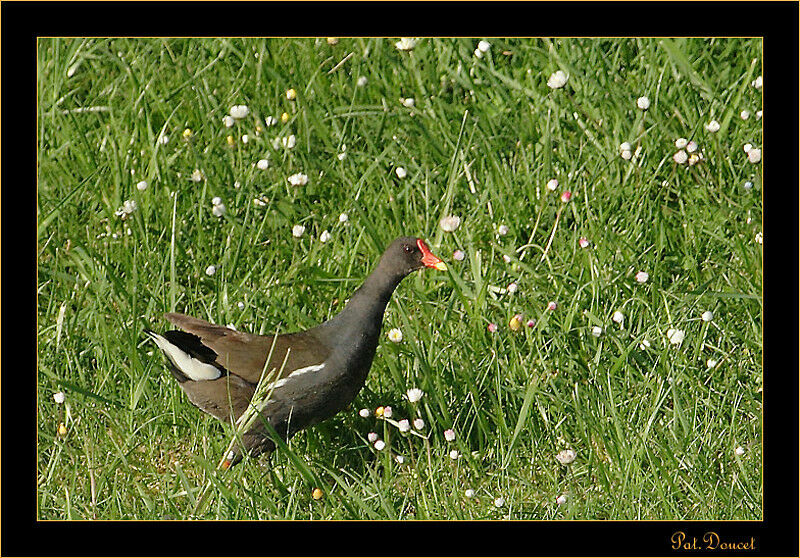 Gallinule poule-d'eau