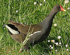 Common Moorhen