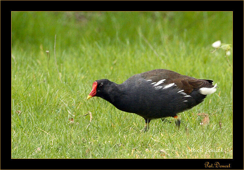 Common Moorhen