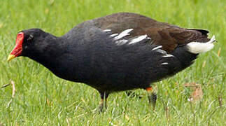 Gallinule poule-d'eau