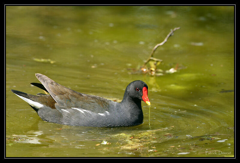 Gallinule poule-d'eau