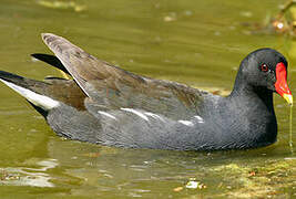 Gallinule poule-d'eau