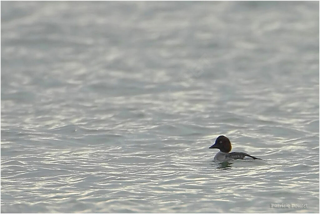 Common Goldeneye