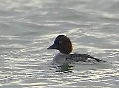 Common Goldeneye