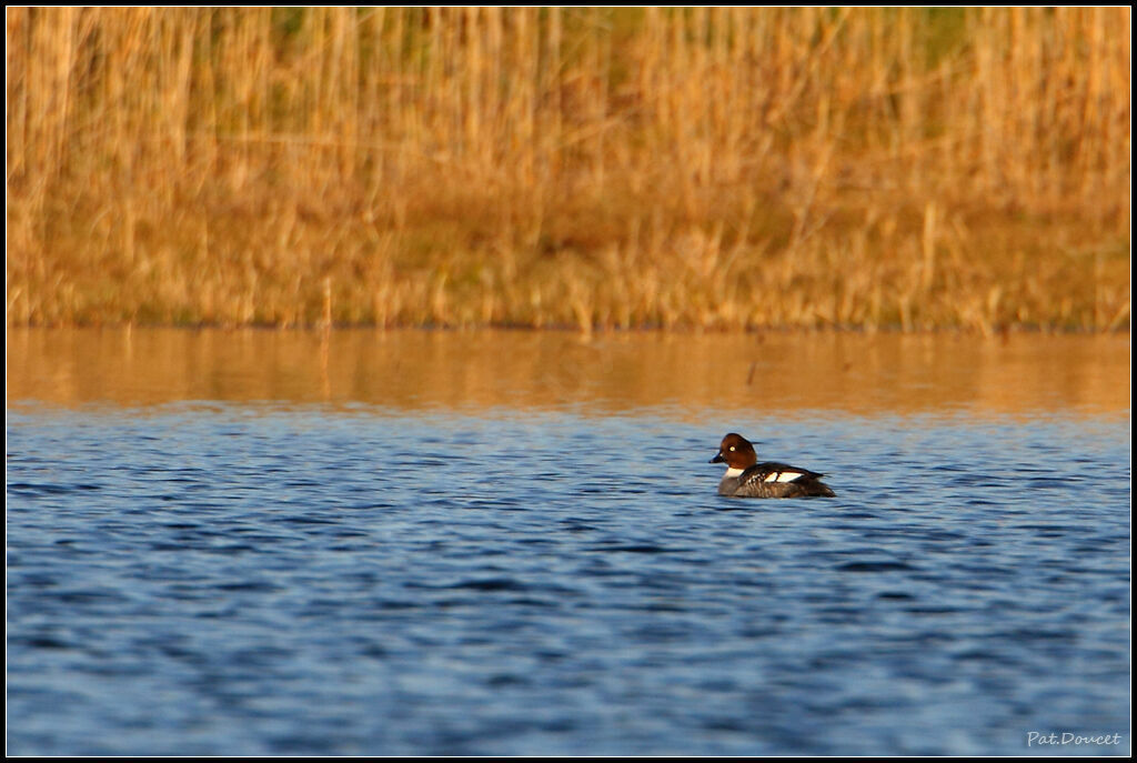 Common Goldeneye