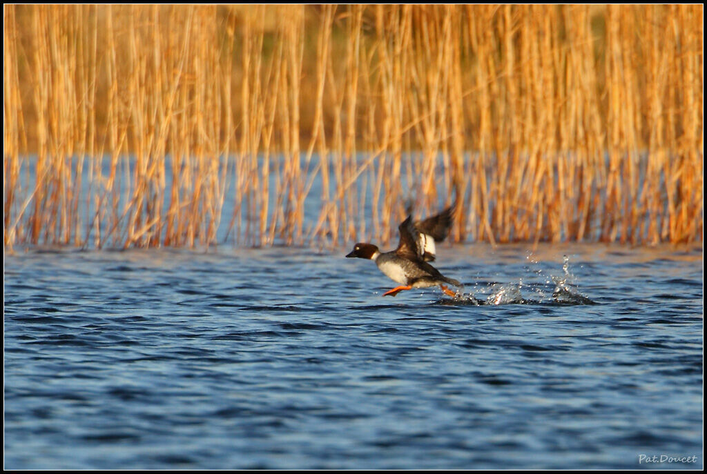 Common Goldeneye