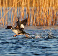 Common Goldeneye