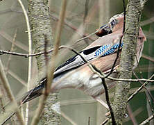 Eurasian Jay