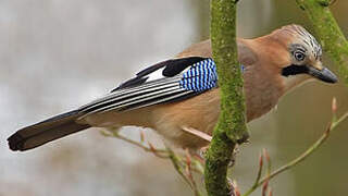 Eurasian Jay