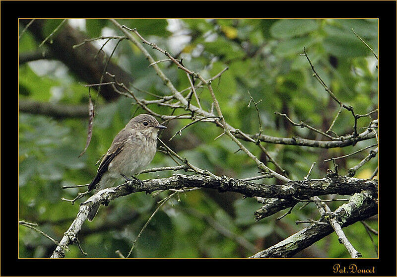 Spotted Flycatcher