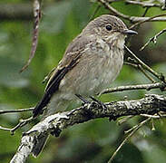 Spotted Flycatcher