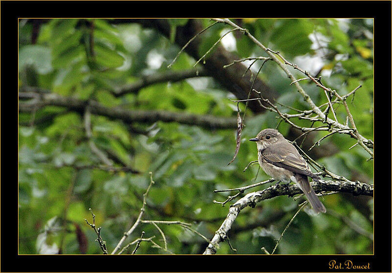 Spotted Flycatcher