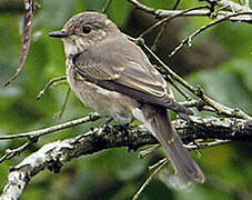 Spotted Flycatcher