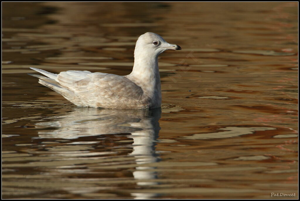 Iceland Gull