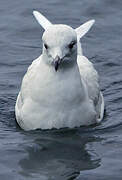 Iceland Gull