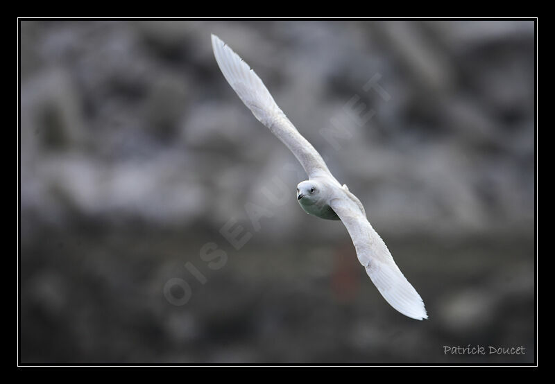 Goéland à ailes blanches
