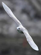 Iceland Gull