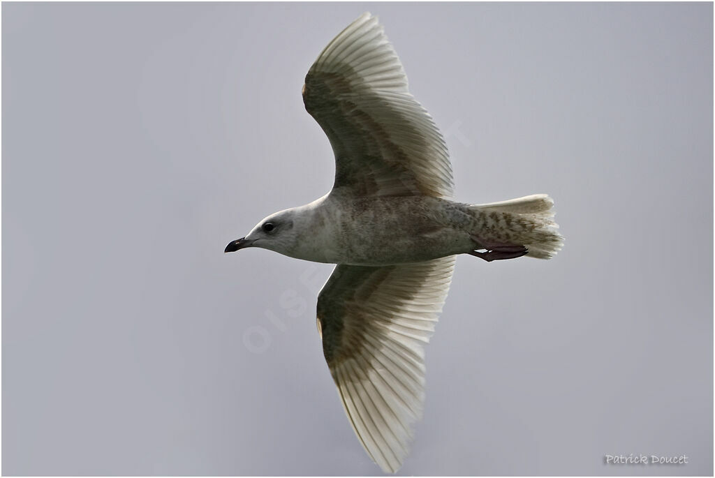 Iceland Gull