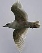 Iceland Gull