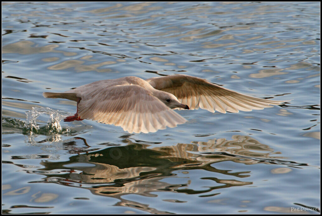 Iceland Gull