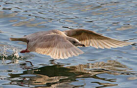 Iceland Gull