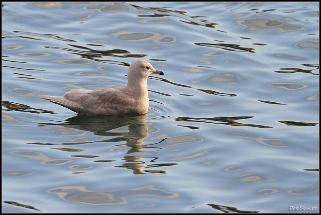 Iceland Gull