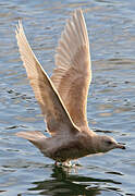 Iceland Gull