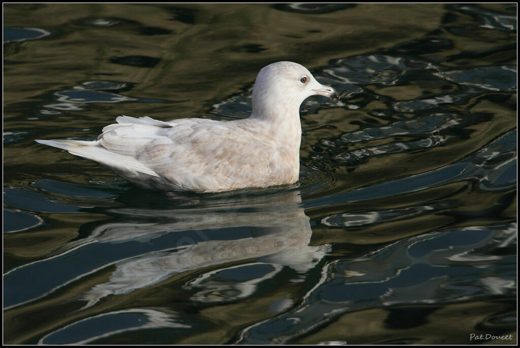 Goéland à ailes blanches