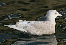 Iceland Gull