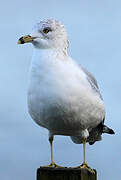 Ring-billed Gull