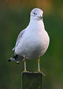 Ring-billed Gull