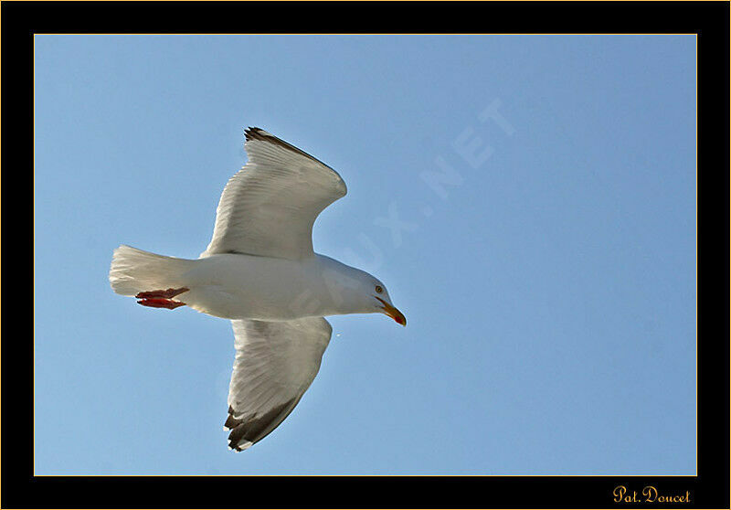 European Herring Gull