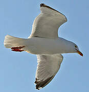 European Herring Gull