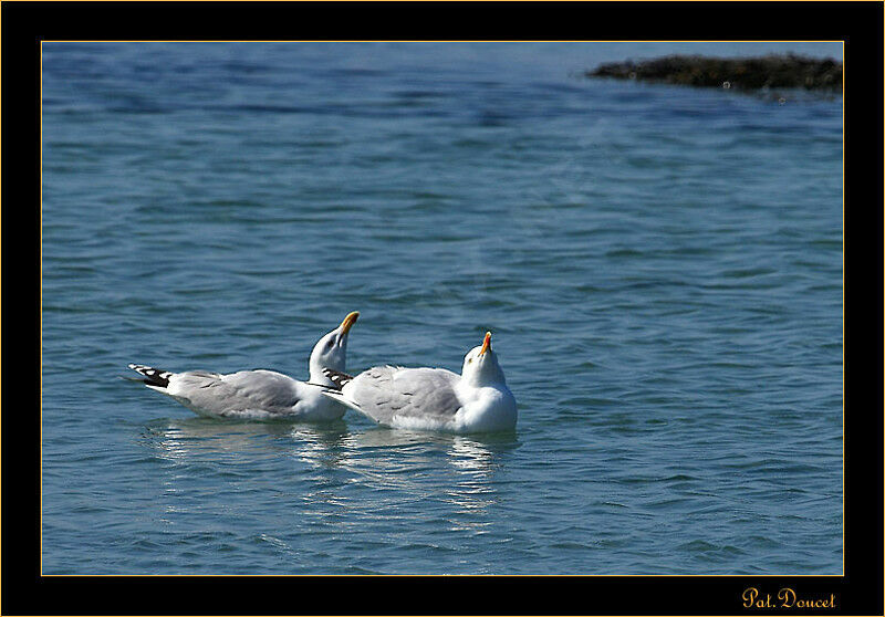 European Herring Gull 