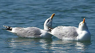 European Herring Gull