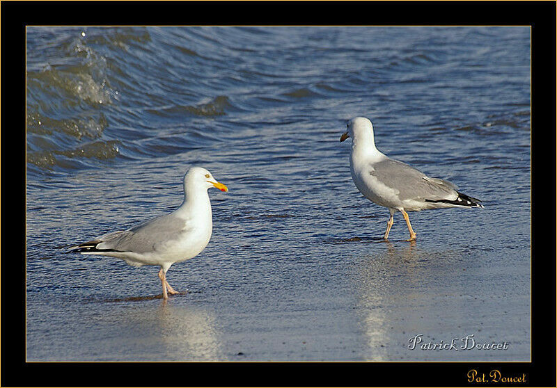 European Herring Gull