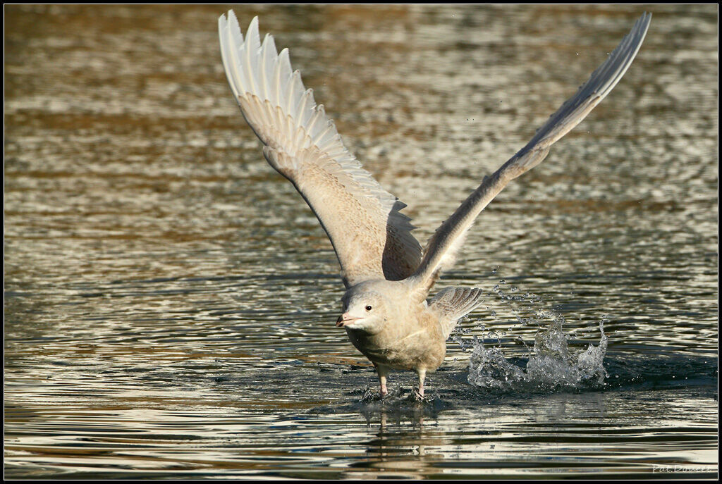 Glaucous Gull