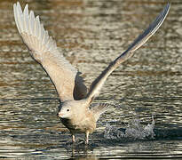 Glaucous Gull