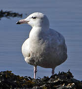 Glaucous Gull