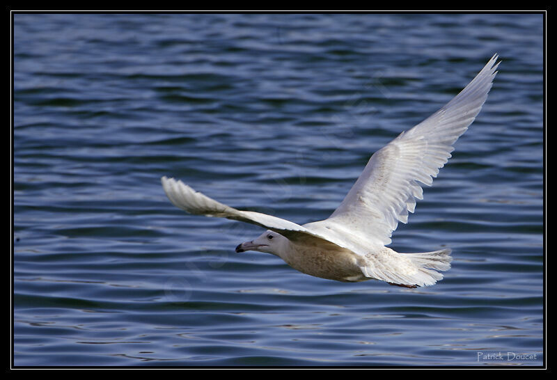 Glaucous Gull