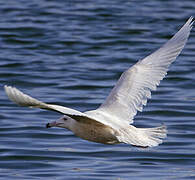 Glaucous Gull