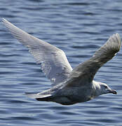 Glaucous Gull