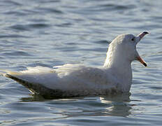 Glaucous Gull