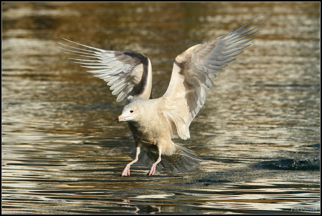 Glaucous Gull